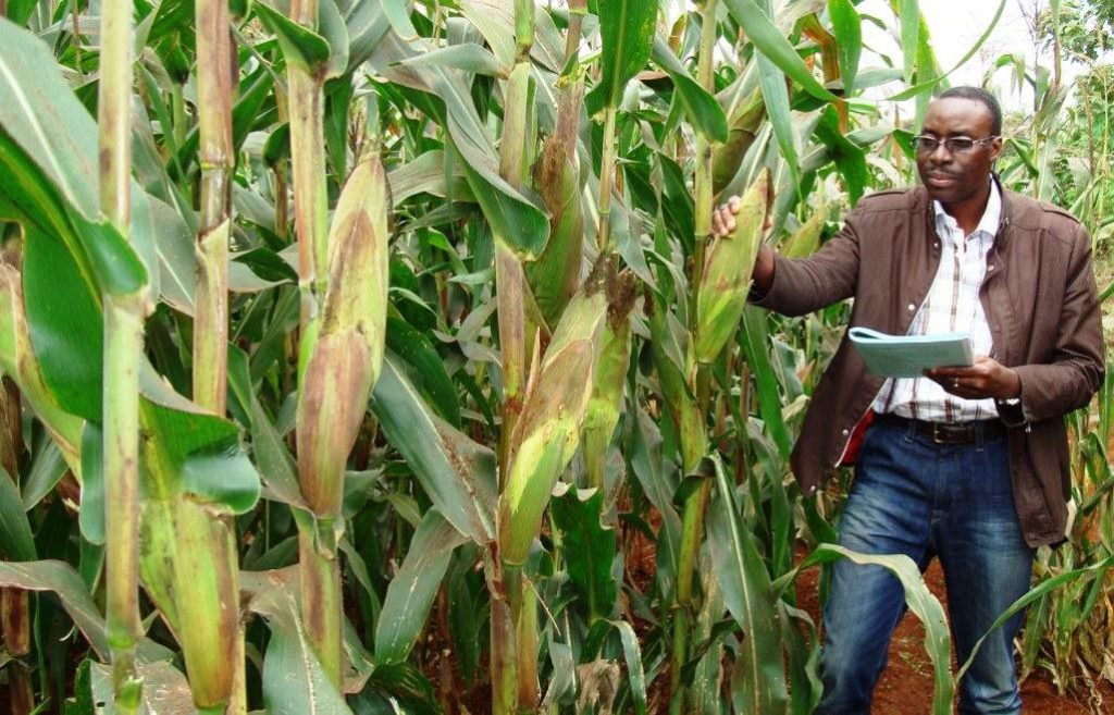 GMO Seeds in Africa