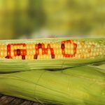 GMO Seeds in Africa