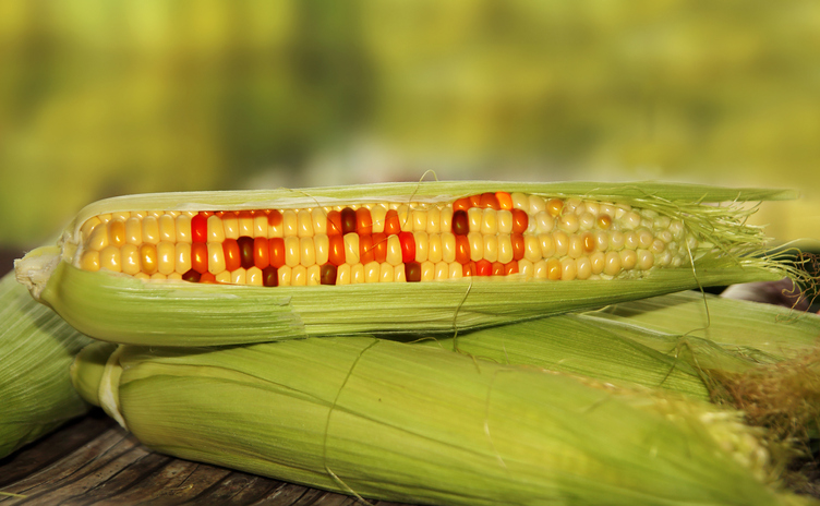 GMO Seeds in Africa
