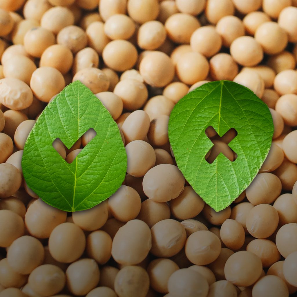 GMO Seeds in Africa