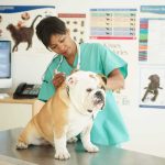 online veterinary courses in kenya